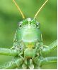 tête de Grande sauterelle verte (vue de face)
