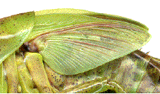 fourreaux alaires de larve âgée (femelle) de tettigonia viridissima
