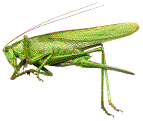 Tettigonia viridissima (femelle adulte)