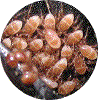 détail des acariens (Gamasidae)