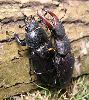 Lucane cerf-volant (Lucanus cervus), accouplement, photo 3