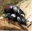 Lucane cerf-volant (Lucanus cervus), accouplement, photo 2.
