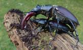 Lucane cerf-volant (Lucanus cervus), accouplement, photo 1