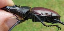 Lucane cerf-volant (Lucanus cervus), exemple de "blessures" inflig&eacute;e sou re&ccedil;ues lors de combats entre m&acirc;les, photo 1.