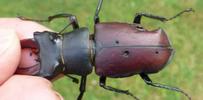 Lucane cerf-volant (Lucanus cervus), exemple de "blessures" inflig&eacute;e sou re&ccedil;ues lors de combats entre m&acirc;les, photo 2.