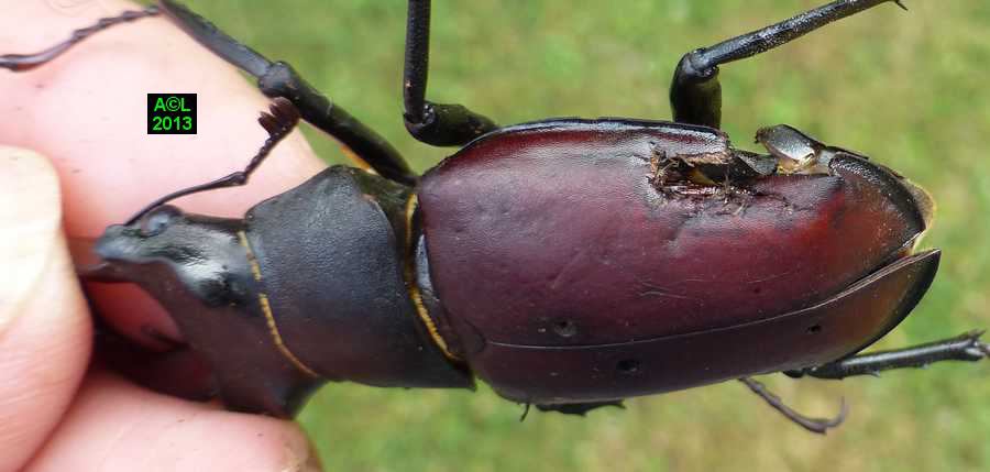 Le Lucane Ou Cerf Volant Lucanus Cervus Biologie Et Developpement