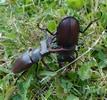 Lucane cerf-volant (Lucanus cervus), exemple de "blessures" infligée sou reçues lors de combat de mâles, photo 2.