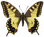 Machaon (Papilio machaon) étalé.