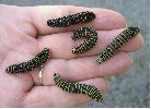 chenilles de Machaon m&eacute;lanisantes