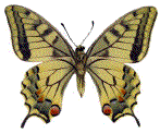 Papilio machaon en vue ventrale