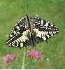 accouplement de Machaons (photo1)