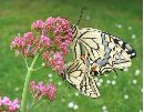 accouplement de Machaons (photo2)
