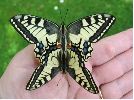 accouplement de Machaons (photo3)