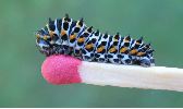 Chenille de Papilio machaon au 3e stade (photo 1)