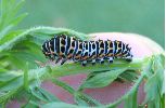 Chenille de Papilio machaon au 3e stade (photo 2)