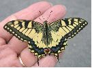 Machaon sur le vif (et sur la main)