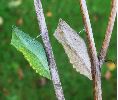 chrysalides de machaon (formes verte et grise) photo 1