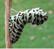 chenille de machaon en pr&eacute;-nymphose: confection de la ceinture de soie (photo 4)