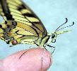 Machaon sur le vif (et sur la main)
