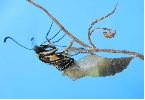 éclosion séquencée d'un Machaon (photo 4)