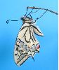 éclosion séquencée d'un Machaon (photo 9)
