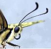 tête de Machaon en gros plan