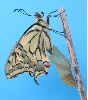 éclosion séquencée d'un Machaon (photo 7, 2e série)