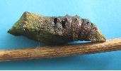 Chrysalide de machaon parasit&eacute;e