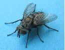 Tachynaire (mouche), parasite de chenille de Machaon