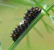 Machaon (Papilio machaon), chenille au 2e stade, photo 1.