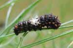 Machaon (Papilio machaon), chenille au 2e stade, photo 2.