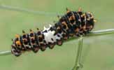 Machaon (Papilio machaon), chenille au 3e stade, photo 1.