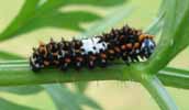 Machaon (Papilio machaon), cenille au 3e stade, photo 2.
