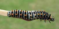 Machaon (Papilio machaon), exemple de chenille au 4e stade, photo 1.