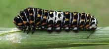 Machaon (Papilio machaon)  exemple de chenille au 4e stade, photo 2.