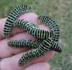 Machaon (Papilio machaon), lot de chenilles au 5e stade (en main, photo 2).