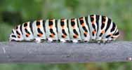 Machaon (Papilio machaon), chenille au 5e stade, photo 1.