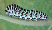 Machaon (Papilio machaon), chenille au 5e stade, photo 2.