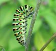chenille de Machaon en pr&eacute;-nymphose