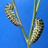 Machaon (Papilio machaon) chenilles  "amarr&eacute;es".
