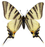 Iphiclides podairius en vue dorsale