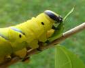 Sphinx t&ecirc;te de mort (Acherontia atropos), chenille.