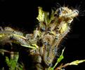 Bombyx à bague ou Livrée des arbres (Malacosoma neustria), repas nocturne de chenilles stade 4, photo 4.