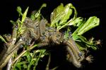 Bombyx à bague ou Livrée des arbres (Malacosoma neustria), repas nocturne de chenilles stade 4, photo 1.