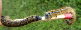 Bombyx &agrave; bague ou Livr&eacute;e des arbres (Malacosoma neustria),  duo comparatif chenilles stades 4 et 5, photo 1.
