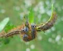 Bombyx à bague ou Livrée des arbres (Malacosoma neustria) "noeud de chenilles".
