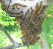 Bombyx à bague ou Livrée des arbres (Malacosoma neustria)  nid de chenilles, photo 1.