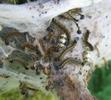 Bombyx à bague ou Livrée des arbres (Malacosoma neustria),   nichée de chenilles avec cocons de parasites.