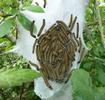 Bombyx à bague ou Livrée des arbres (Malacosoma neustria)  nid de chenilles, photo 2