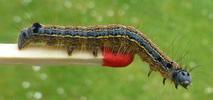 Bombyx à bague ou Livrée des arbres (Malacosoma neustria) chenille isur allumette photo 3